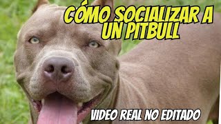 ¿Cómo Socializar a un Perro Pitbull Adulto Gran Danés Pitbull Boxer Border Collie [upl. by Don]