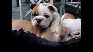 Los Perros más graciosos Bulldog style Video de Risa Muy Graciosos [upl. by Acinonrev]