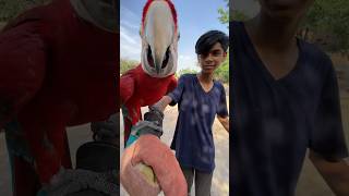 Macaw Parrot urr Gaya parrot [upl. by Webster]