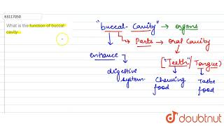 What is the function of buccal cavity [upl. by Lindner531]