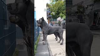 Cane corso dog dogbreath canecorso doglover shorts [upl. by Tertias]