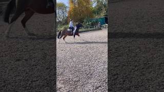 skippy has now become a dragon 😭 flatwork horse equestrian horseriding canter edit skewbald [upl. by Corley]