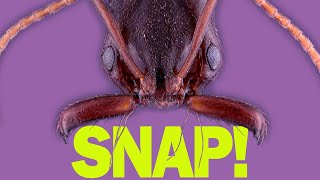 How do trapjaw ants perfectly time their snaps [upl. by Enimsay]