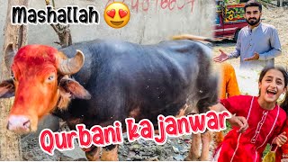 Qurbani kiliye janwar le liğŸğŸ˜bakra eid2024vlogs [upl. by Nethsa201]