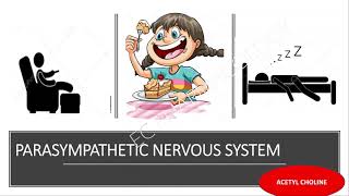 Parasympathetic nervous systempharmacology aspectIntroduction Understanding wayin tamil [upl. by Yenoh601]