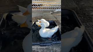 A Splash of joy❣️ duck pets pets [upl. by Namyw]