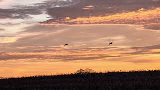 Geese At The Farm Park  10 November 2024 [upl. by Ashbaugh919]