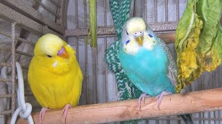 25 Hr Happy Parakeets Eating Singing Playing Budgies Chirping Reduce Stress of lonely Bird Videos [upl. by Ahseya917]