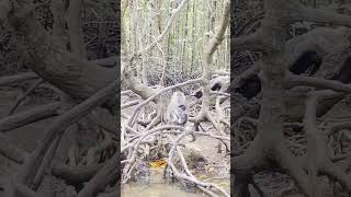 Monkey 🐒 in Langkawi Island Hopping Tour malaysia shortsfeed vlog travel shortsviral langkawi [upl. by Charlie615]