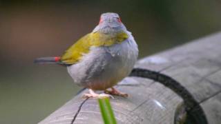 Redbrowed Finch Neochmia temporalis  3 [upl. by Earahc]