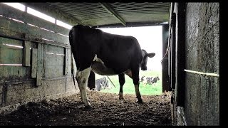 Geertruidenberg in beeld Koeien van de stal naar de wei [upl. by Enreval413]