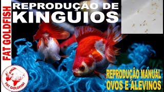 REPRODUÇÃO DE KINGUIOS  OVOS E ALEVINOS [upl. by Nailluj929]