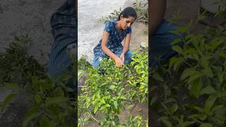 Tip  Time ki ravi konni okasari ento malli epudu chesthunnam pruning pruning pruningtips flowers [upl. by Ahsenod]