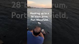 28quot black drum Port Mansfield Texas [upl. by Leesa]