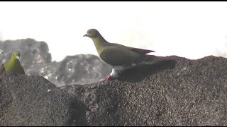 海水を飲むアオバト Whitebellied Green Pigeon Japanese Green Pigeon [upl. by Ahsilif407]