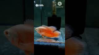 Imported Fire Red Oscar Astronotus Ocellatus Cichlid Breeding Farm aquarium fish oscars [upl. by Eliason]