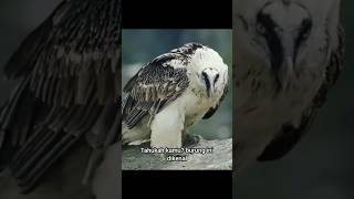 Lammergeier Burung Berjenggot lammergeier wildlife djaitwildlife shorts [upl. by Larkin186]