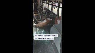 Wild Moment Deer collides with Rhode Island bus [upl. by Schug]