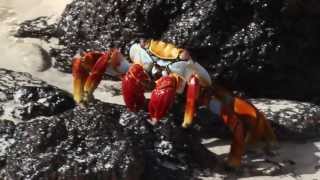 Galapagos Sallylightfoot crab [upl. by Airdua225]