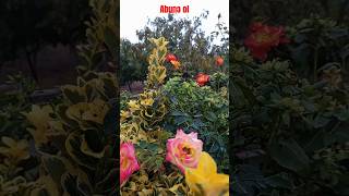 Payızın qızıl gülləri autumn roses [upl. by Htiffirg]