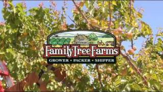 Apricots From Family Tree Farms [upl. by Prober]