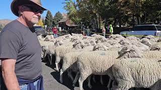 2024 Tailing of the Sheep  Sun Valley Idaho [upl. by Tu]