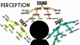 Sensation amp Perception Information Processing in the Brain [upl. by Sirhc]