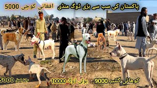 Special Dogs 🐕 Market latest update Part103 😍 kohati gultair vs bully kutta  pk Animals [upl. by Downes]