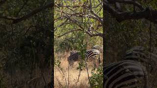 Beautiful Tanzania Ruaha National Park animals wildlife nature [upl. by Artemla276]