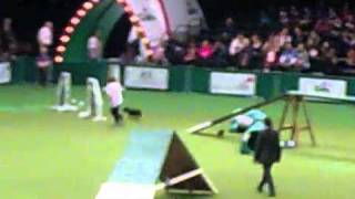 patterdale running at crufts [upl. by Ardnuahc]