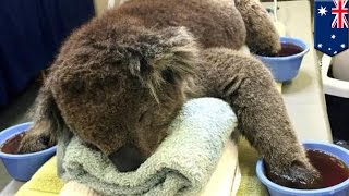 Koalas with burned paws from Australia bushfires need cotton mittens to heal [upl. by Bergmans589]