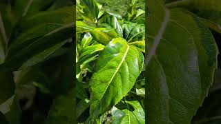 Fatsia camouflage a new addition in my garden [upl. by Chilt]