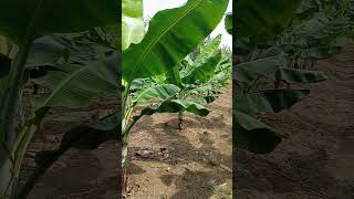 BEAUTIFUL LAKATAN PLANTATION lakatan beautiful plantation trending satisfying agri shorts [upl. by Berenice320]