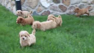 Mini Labradoodle Puppies For Sale [upl. by Adlemy]