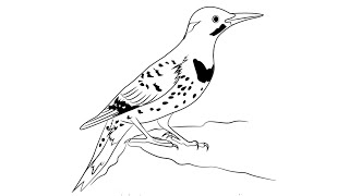 Northern Flicker Bird Sketch Drawing Easy How To Draw Simple Northern Flicker Cartoon Step by Step [upl. by Ardelia]