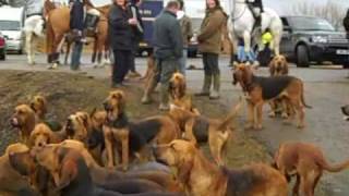 Coakham Bloodhounds 14 Feb 2009wmv [upl. by Lolande50]