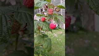 🌿RED RASPBERRIES🌿rubus idaeus [upl. by Grishilda]