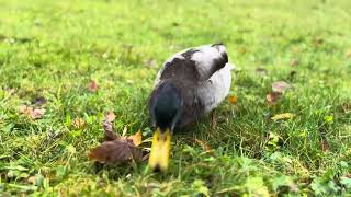 Happy ducks up close and a Kiind Big seagull among crows who Are yelling a lot [upl. by Onitselec]