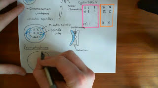 Mitosis Part 4 [upl. by Neoma832]