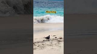 Beach bird namsetravel bestshortsindonesiabeachbirdingbirdsnatureoceanfunnybirdsrelax [upl. by Virgilia]