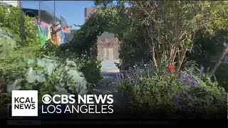 How a farm hidden in a LA neighborhood harvests thousands of pounds of produce [upl. by Gefell]