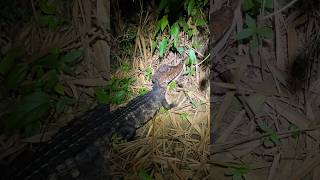 The smallest crocodilian in the world walks in front of us  Cuvier’s dwarf caiman [upl. by Malvina]