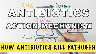 Action Mechanism of Antibiotics [upl. by Etnahs]