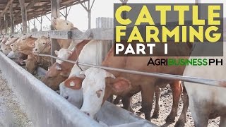 Cattle Farming Part 1  Cattle Farming in the Philippines  Agribusiness Philippines [upl. by Charlean]