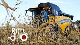 BATTAGE DE MAÏS GRAIN 2020 AVEC LETA DE LELORN NEW HOLLAND CX 8 70 EN BRETAGNE HARVEST [upl. by Isle]