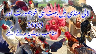 🐓Aseel Murga Mandi Laliya Bohot Hi Nayab Breeder A Gaye vlog aseelbreeder aseel [upl. by Akimaj600]