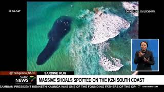 Shoals of fish appear on the KwaZuluNatal South Coast [upl. by Valma]