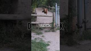 Vizsla pre and post walk hilarious vizsla dog doglover [upl. by Ayotl149]