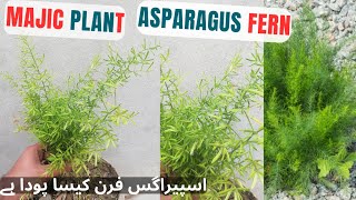 Asparagus fern Plant Care  Tips for Bushy Asparagus fern asparagusfern [upl. by Adamek]