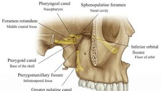 Pterygopalatine Fossa Anatomy Contents boundaries and relations [upl. by Kenrick]